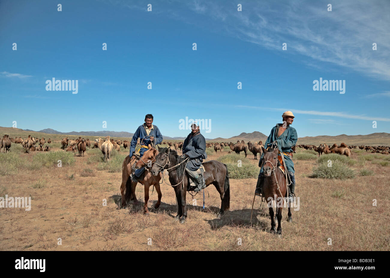 Mongolian camel herders pause their horses by the herd on the steppe, north central Mongolia Stock Photo