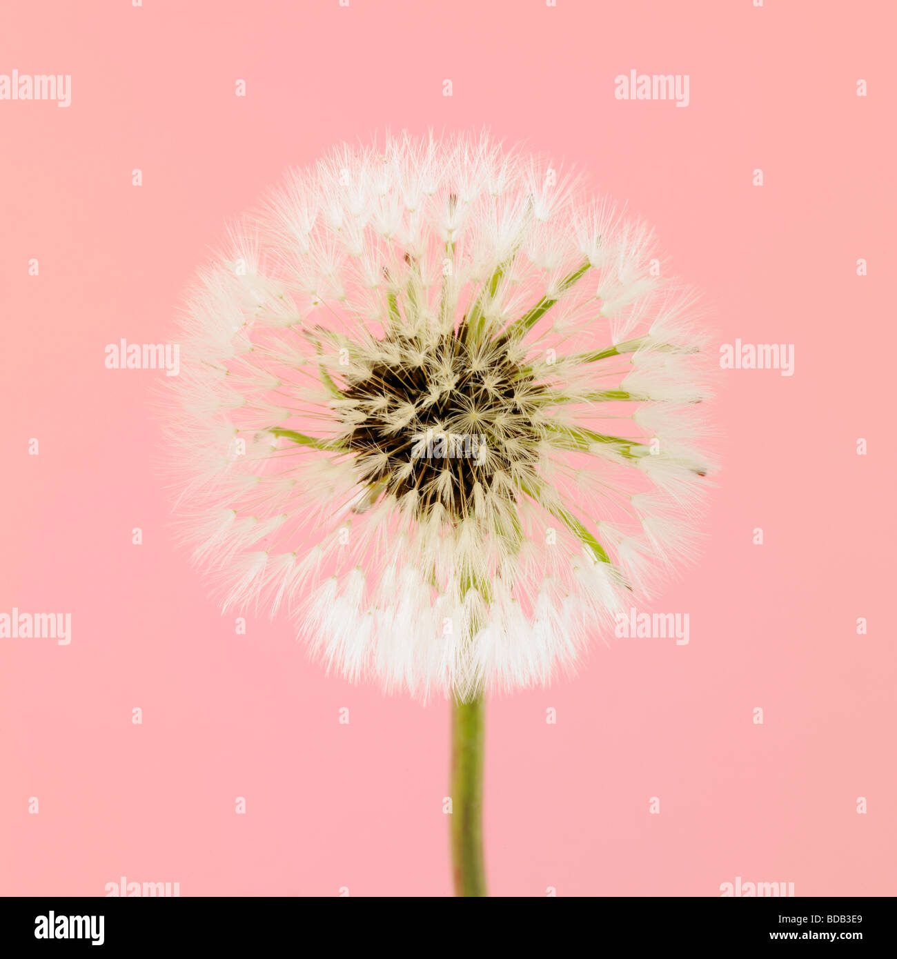 Dandelion Clock (Taraxacum Officinale) on a pink studio background