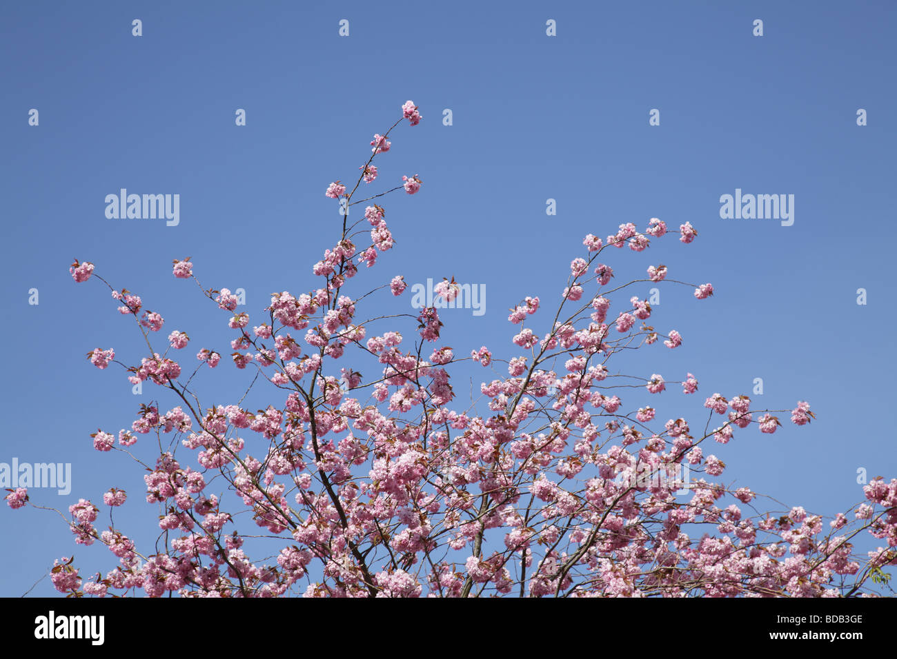 Cherry blossom tree, UK Stock Photo