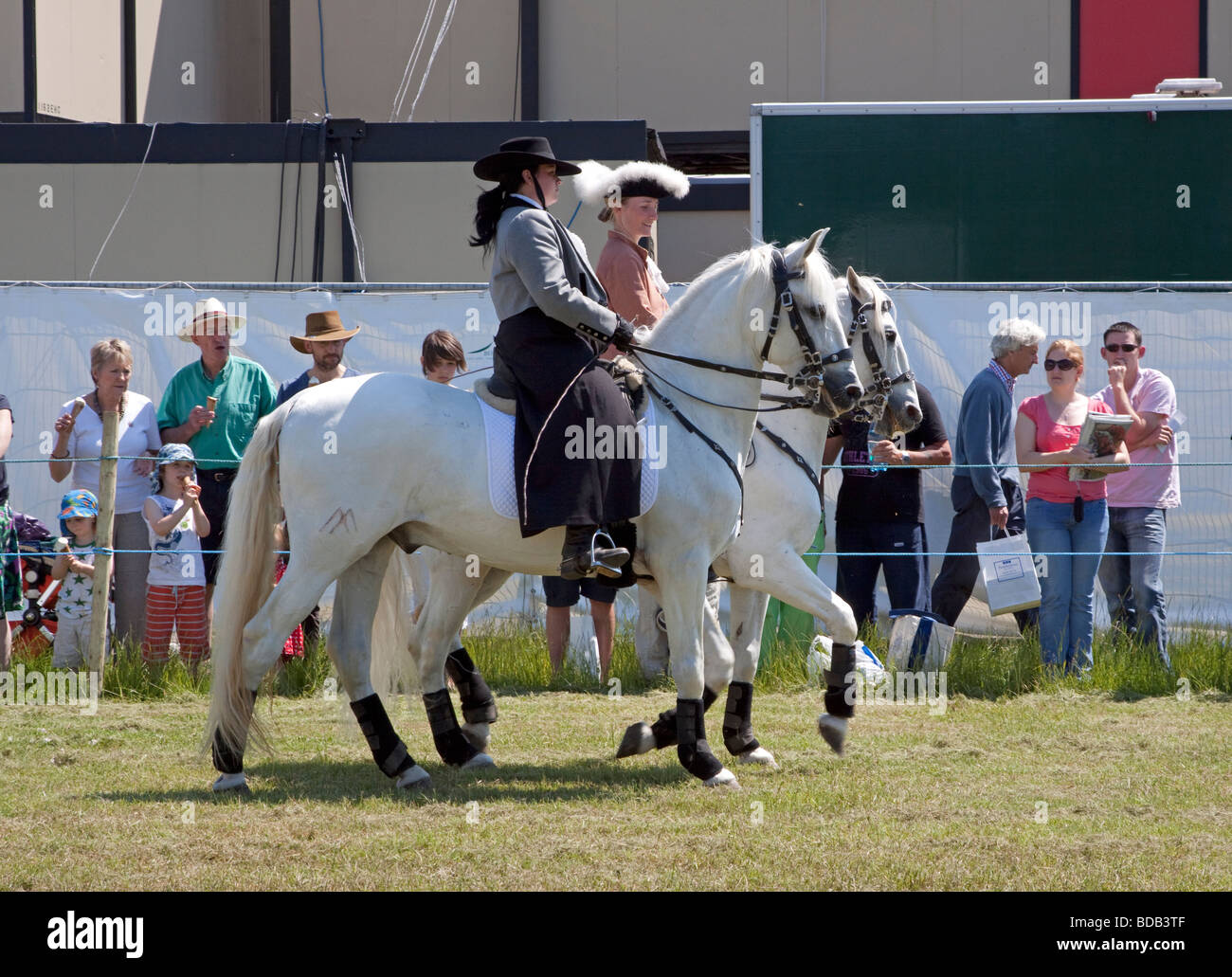 Two Lusitano horses doing a dressage demonstration at Hay on Wye Literary Festival Stock Photo