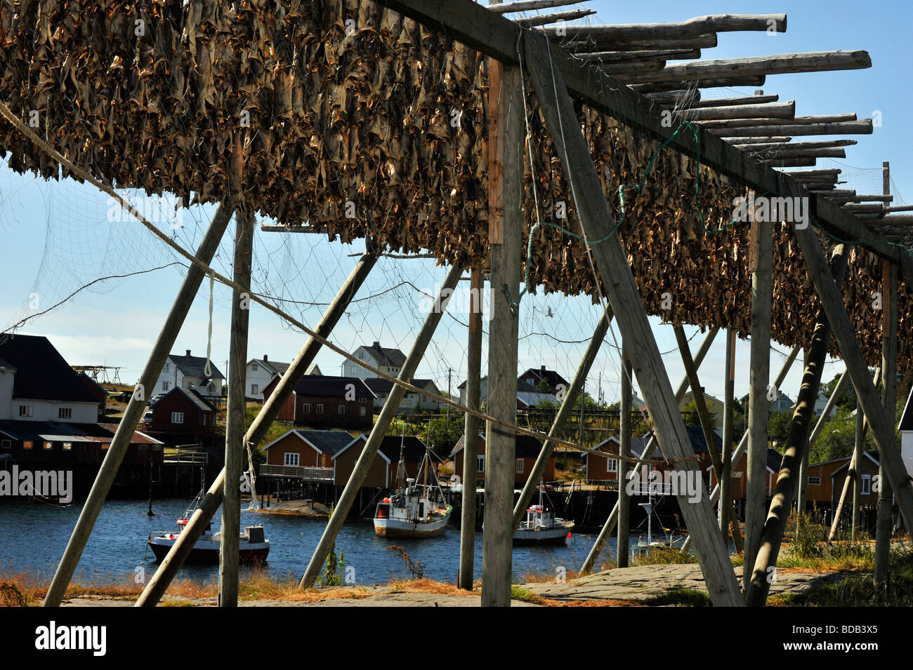 Cod Stockfish.Industrial Fishing in Norway Stock Photo - Image of