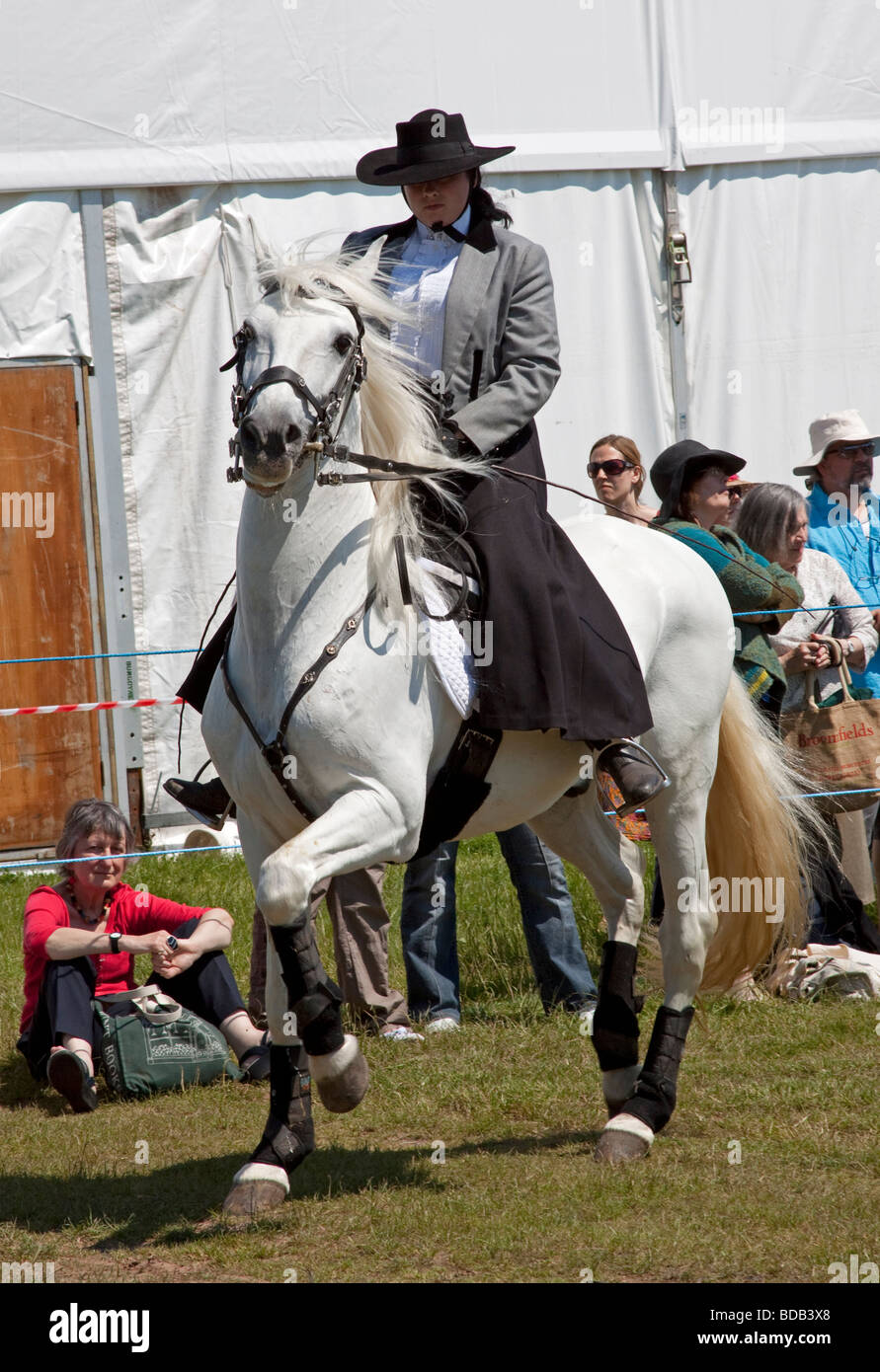 White Lusitano horse doing a dressage demonstration at Hay on Wye