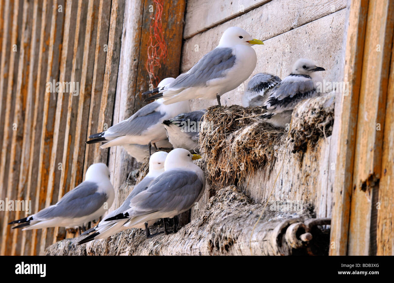 Seagulls nesting on a wall Stock Photo - Alamy