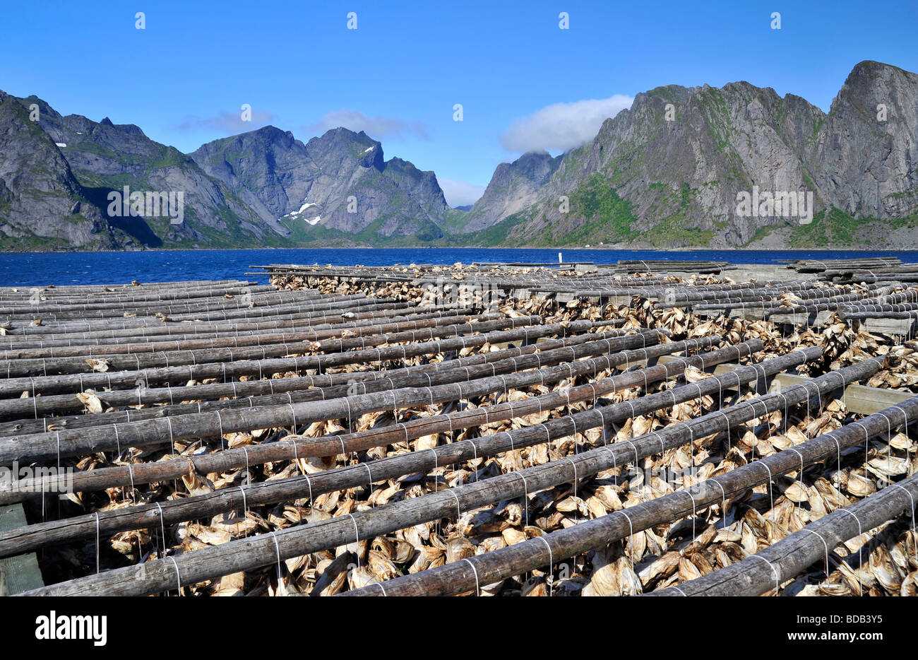 Lofoten dry cod hi-res stock photography and images - Alamy