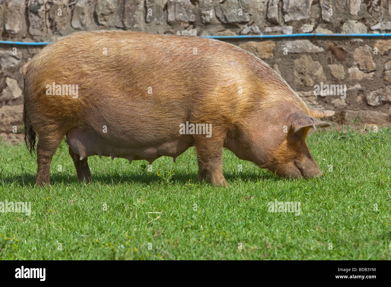 Tamworth rare breed sow pig eating grass Stock Photo Alamy