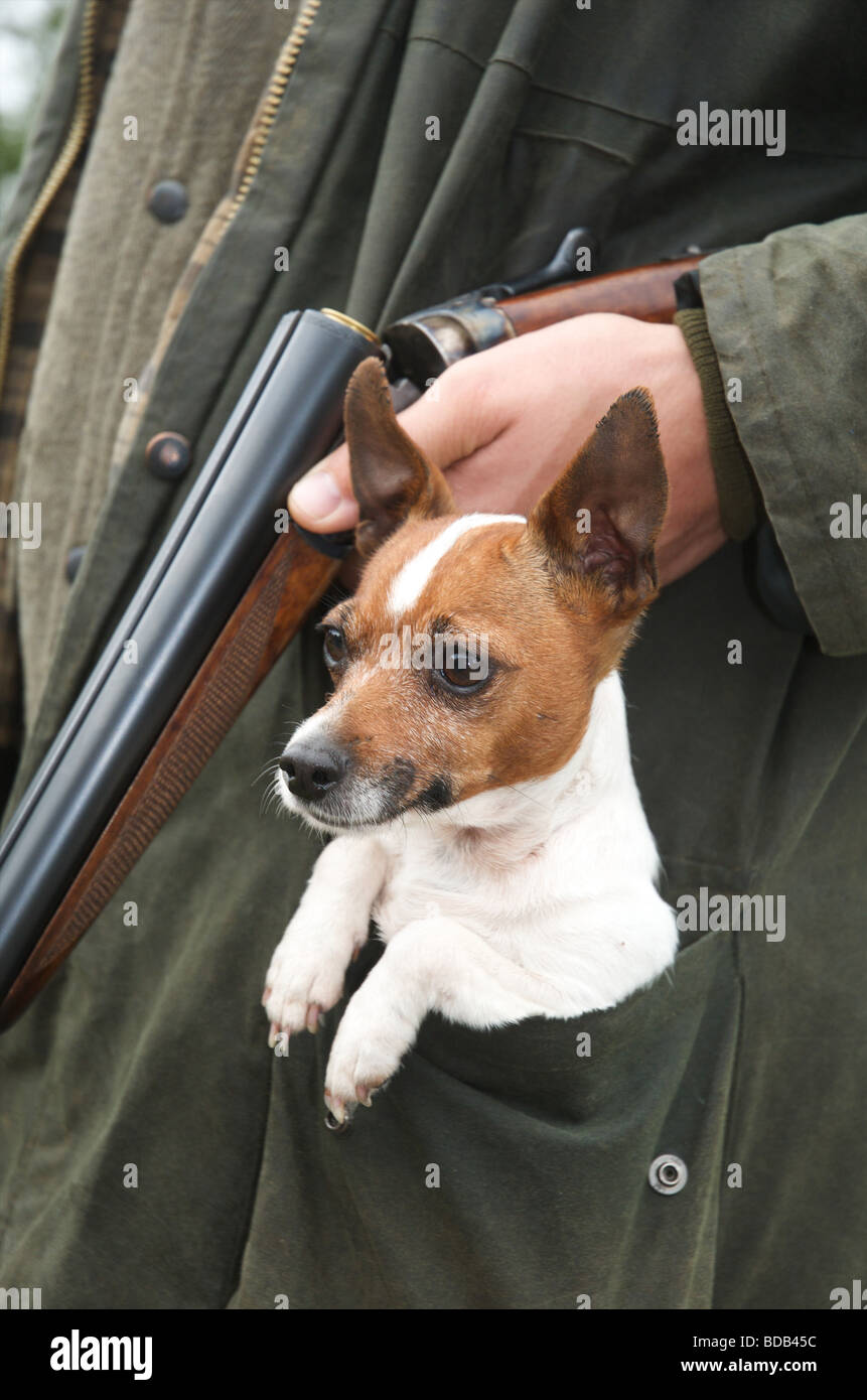 A tiny 'Jack Russell' working dog on the shooting field Stock Photo Alamy