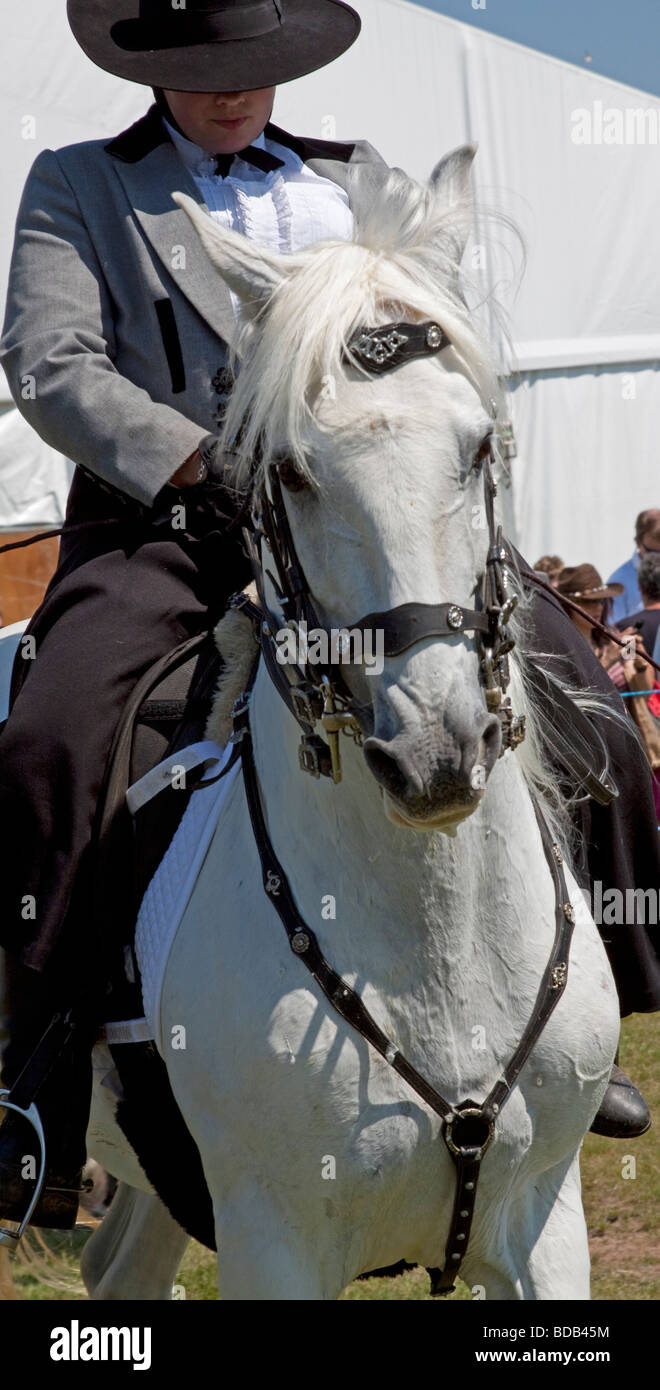 White Lusitano horse doing a dressage demonstration at Hay on Wye