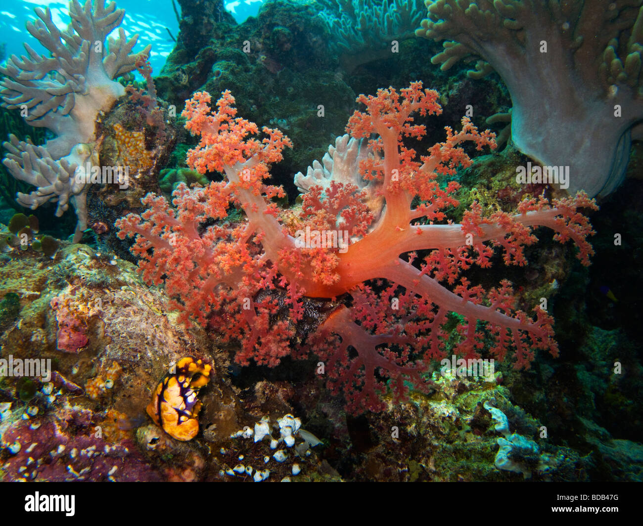 Indonesia Sulawesi Wakatobi National Park underwater colourful red soft coral Dendronephthya sp Stock Photo