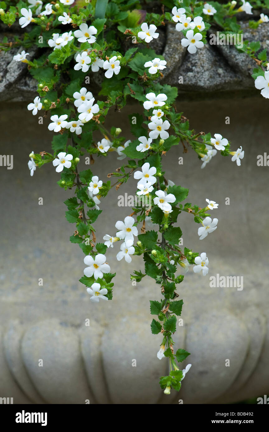 Sutera cordata 'Snowflake'. Bacopa Snowflake flowers in a stone garden urn Stock Photo