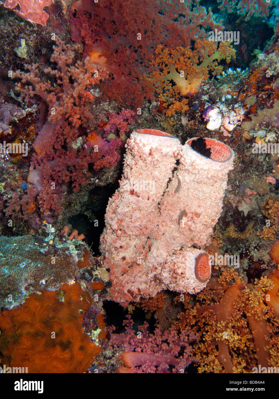 Indonesia Sulawesi Wakatobi National Park underwater tube sponge amongst colourful soft corals Stock Photo