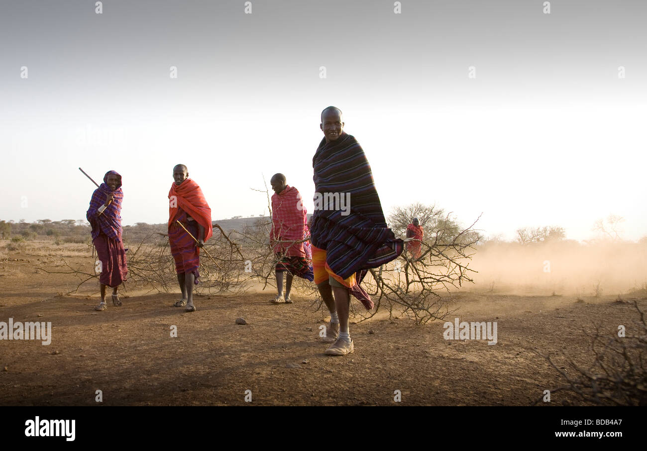 Masai tribesmen collecting brushwood to corral their cattle, Tanzania Stock Photo