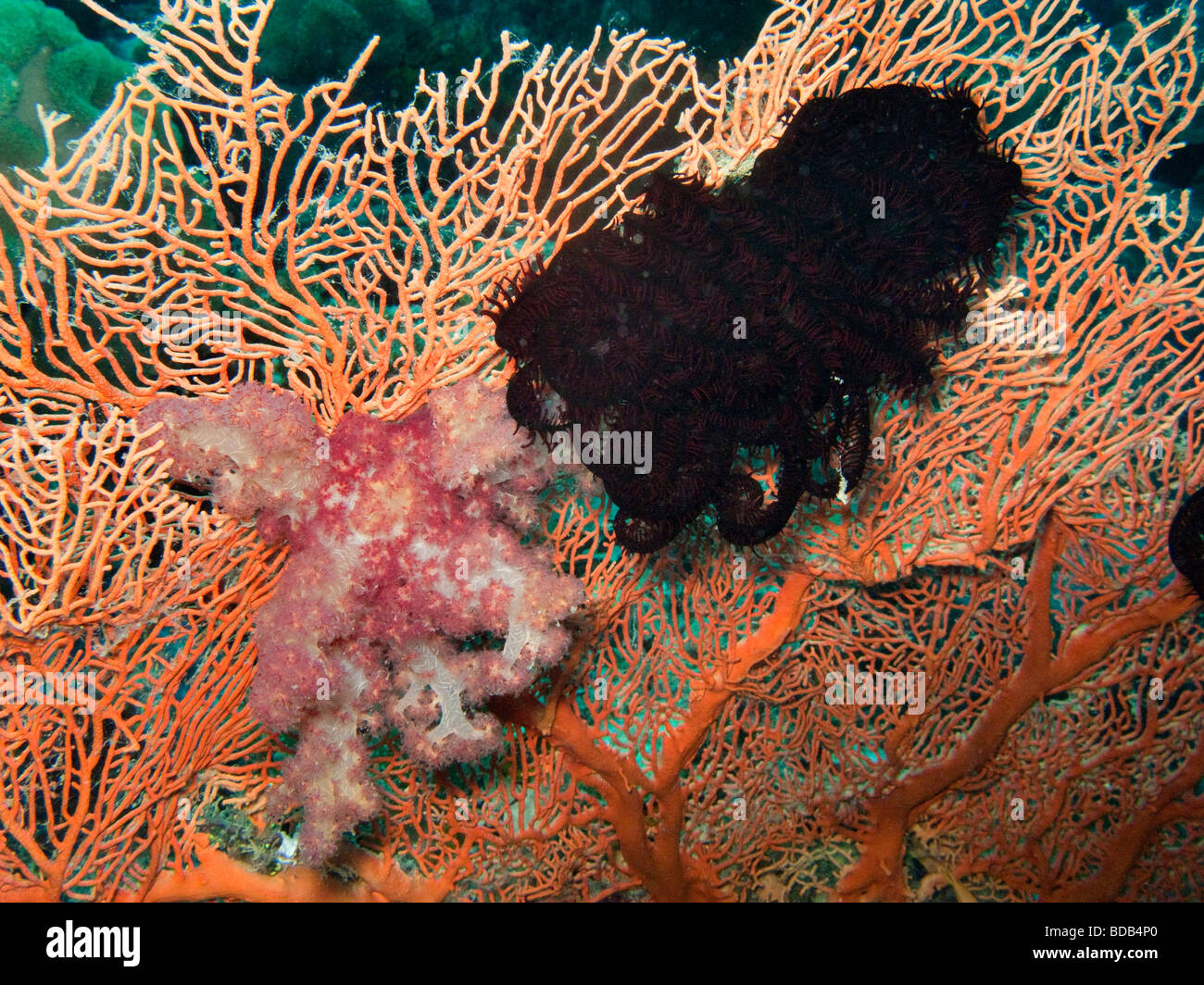 Indonesia Sulawesi Wakatobi National Park underwater colourful red soft coral and black father star on Gorgonian sea fan Stock Photo