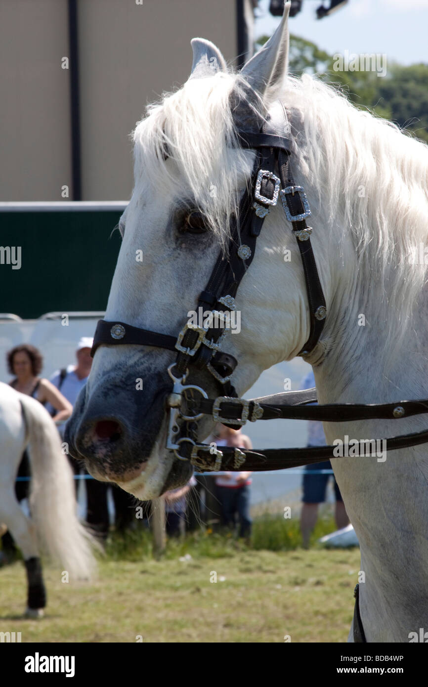 White Lusitano horse doing a dressage demonstration at Hay on Wye