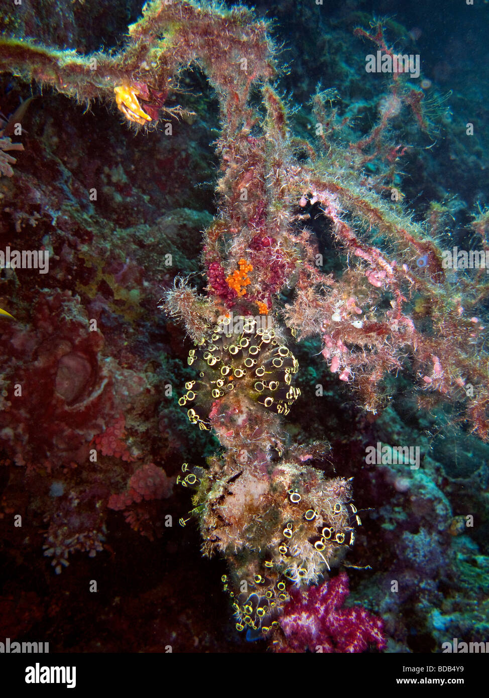 Indonesia Sulawesi Wakatobi National Park Hoga Island underwater colonisation of mooring rope by anemones and corals Stock Photo