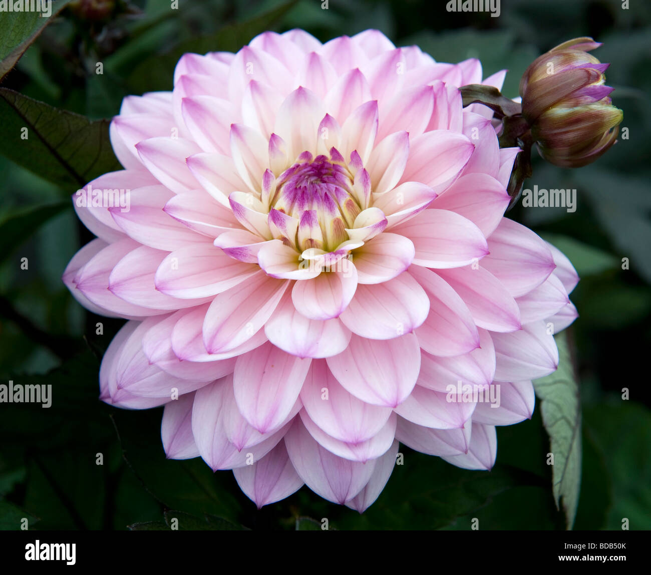 Dwarf Mixed Dahlia bushy dwarf bedding dahlia single bloom bright pink coloured flower in full bloom Stock Photo