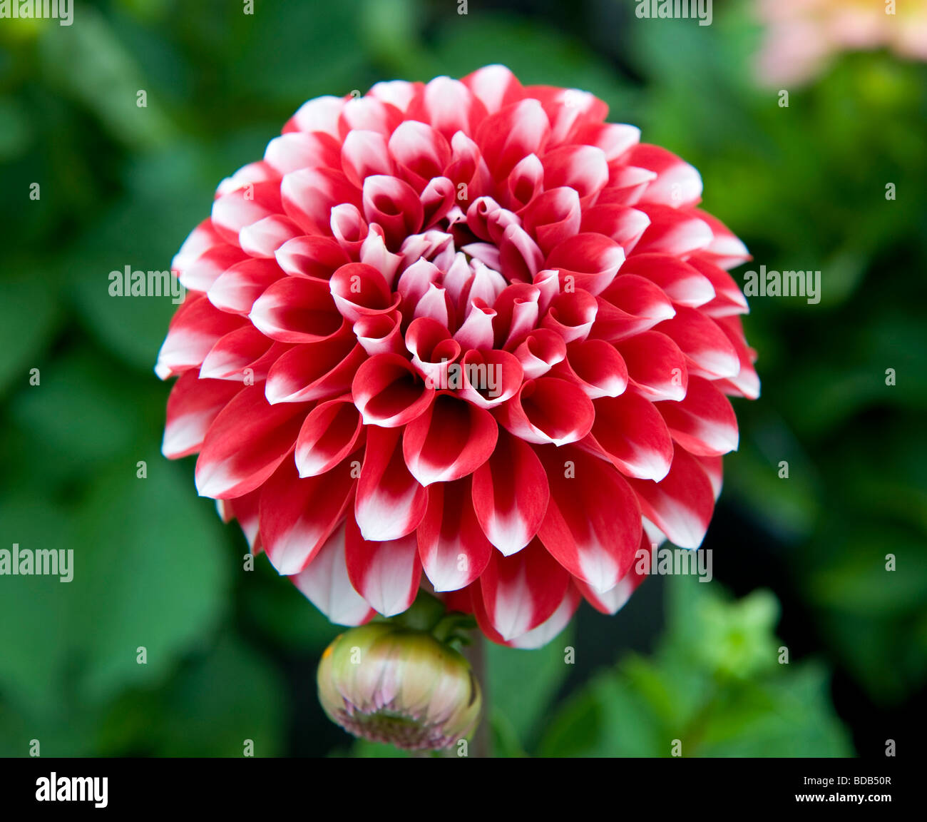 Dwarf Mixed Dahlia bushy dwarf bedding dahlia single bloom bright red coloured flower white tips in full bloom Stock Photo