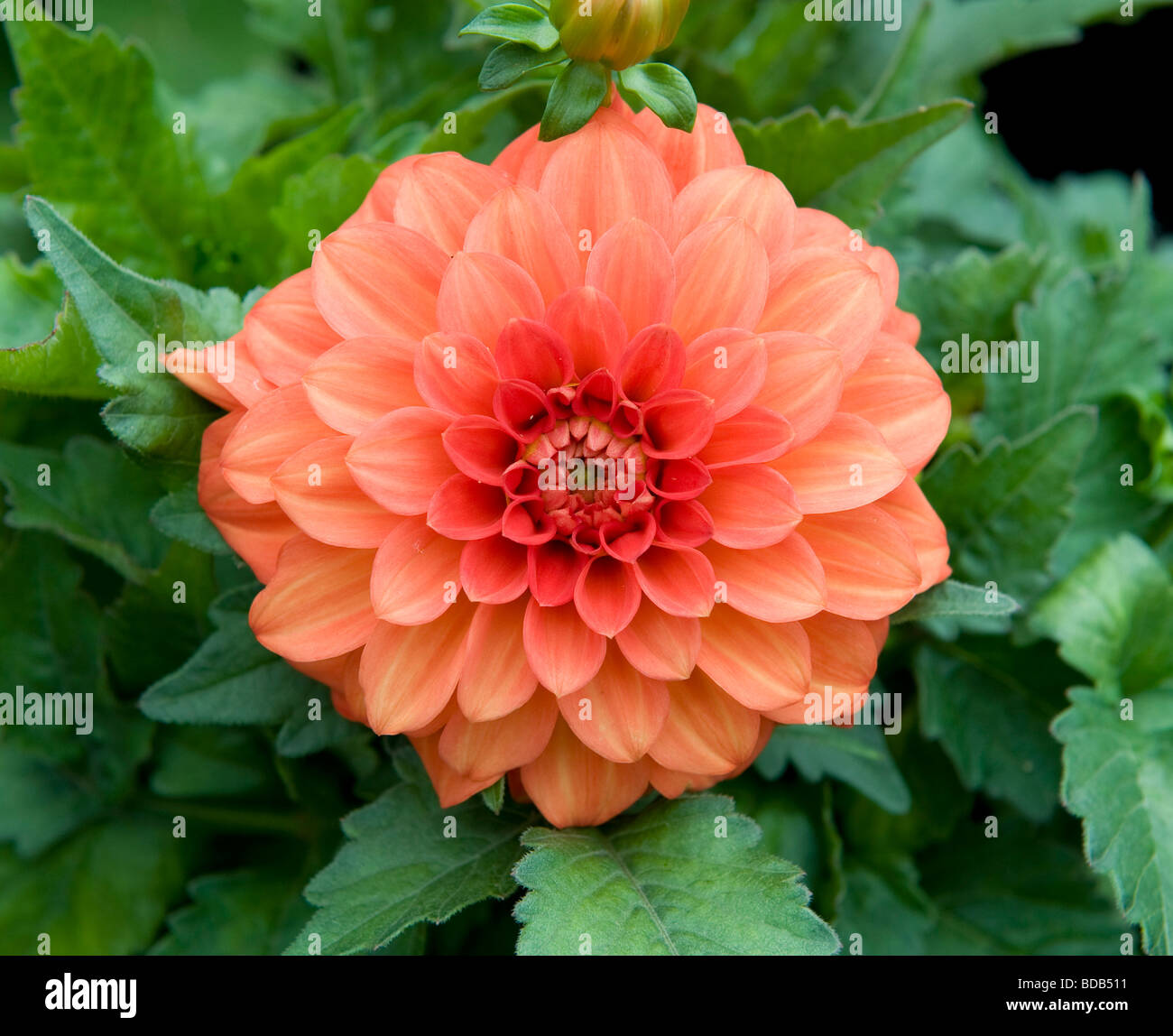 Dwarf Mixed Dahlia bushy dwarf bedding dahlia single bloom bright orange coloured flower in full bloom Stock Photo