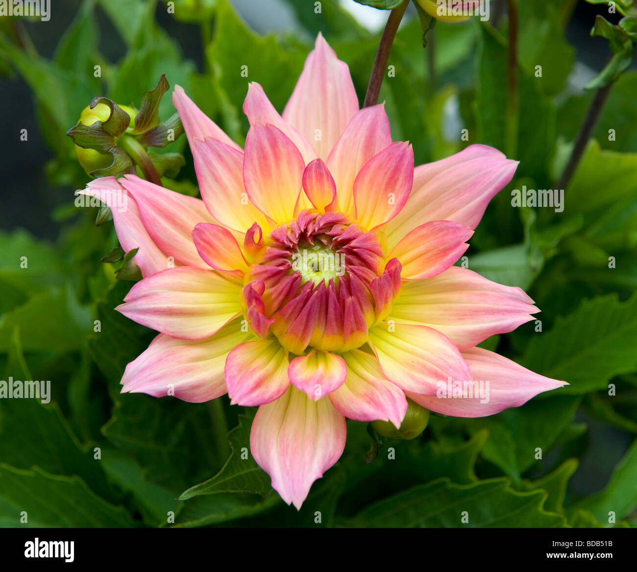 Dwarf Mixed Dahlia bushy dwarf bedding dahlia single bloom salmon pink coloured flower in full bloom Stock Photo