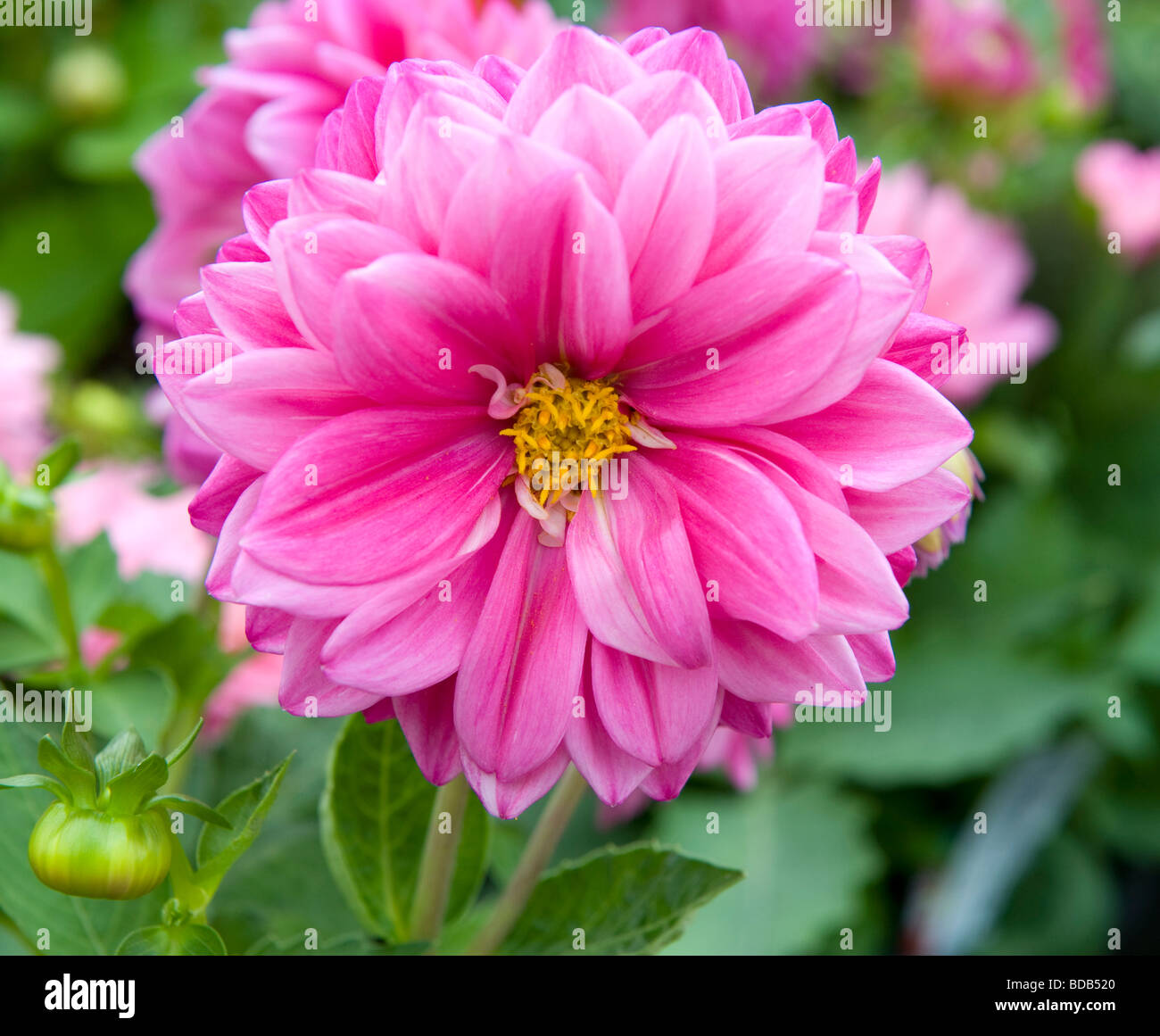 Dwarf Mixed Dahlia bushy dwarf bedding dahlia single bloom bright pink coloured flower in full bloom Stock Photo