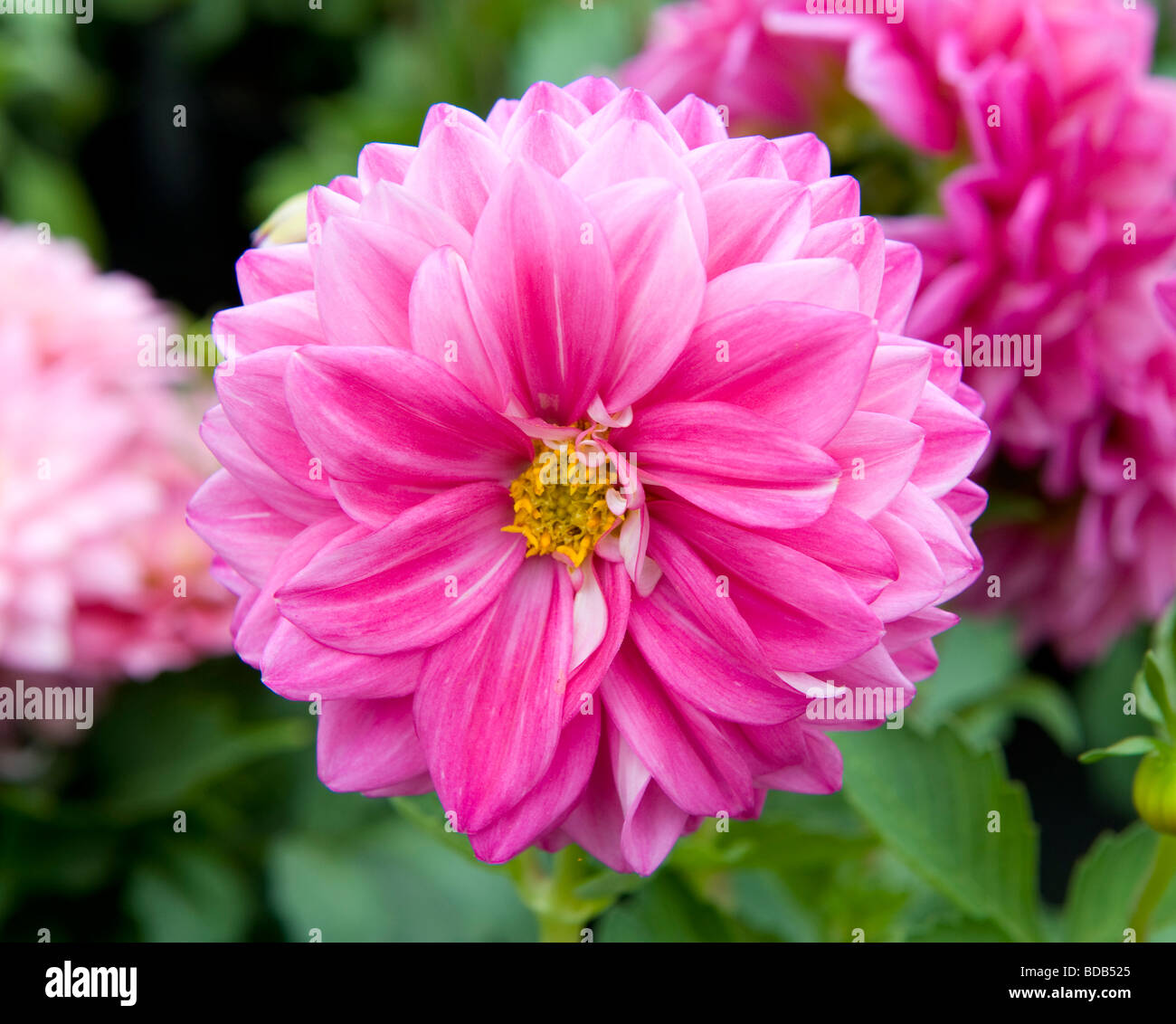 Dwarf Mixed Dahlia bushy dwarf bedding dahlias number of bright pink