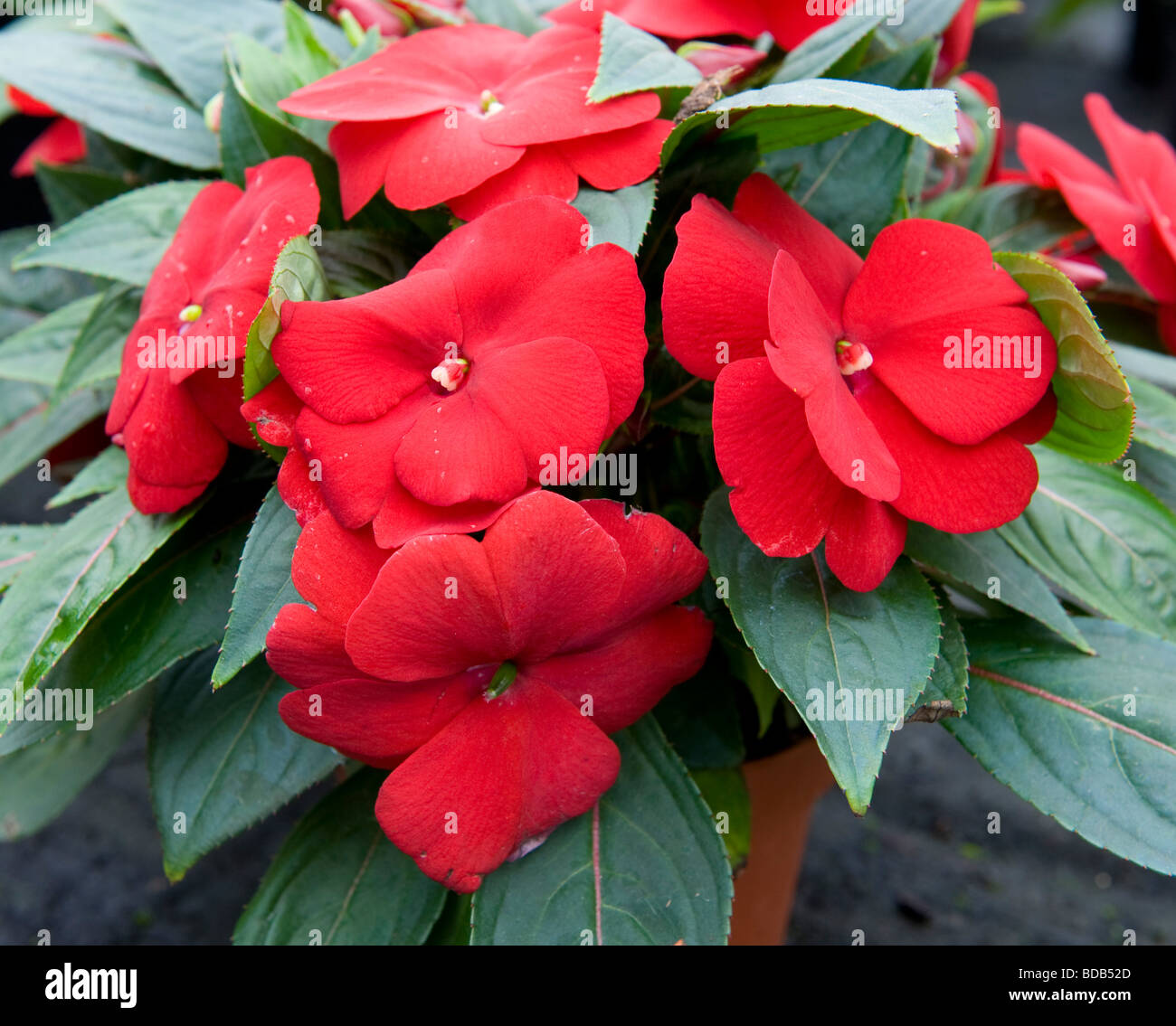 Impatiens Balsam Busy Lizzie New Guinea Group Stock Photo
