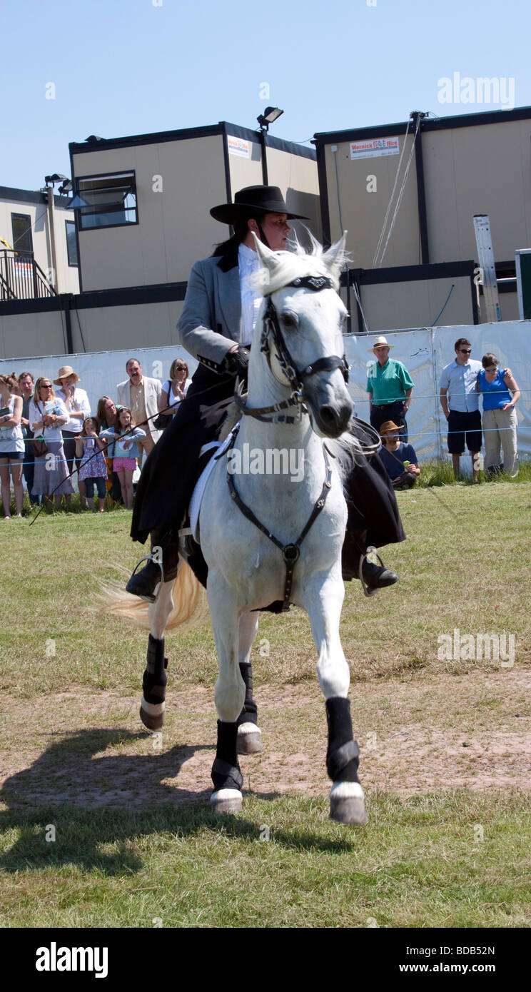 White Lusitano horse doing a dressage demonstration at Hay on Wye Literary Festival Stock Photo