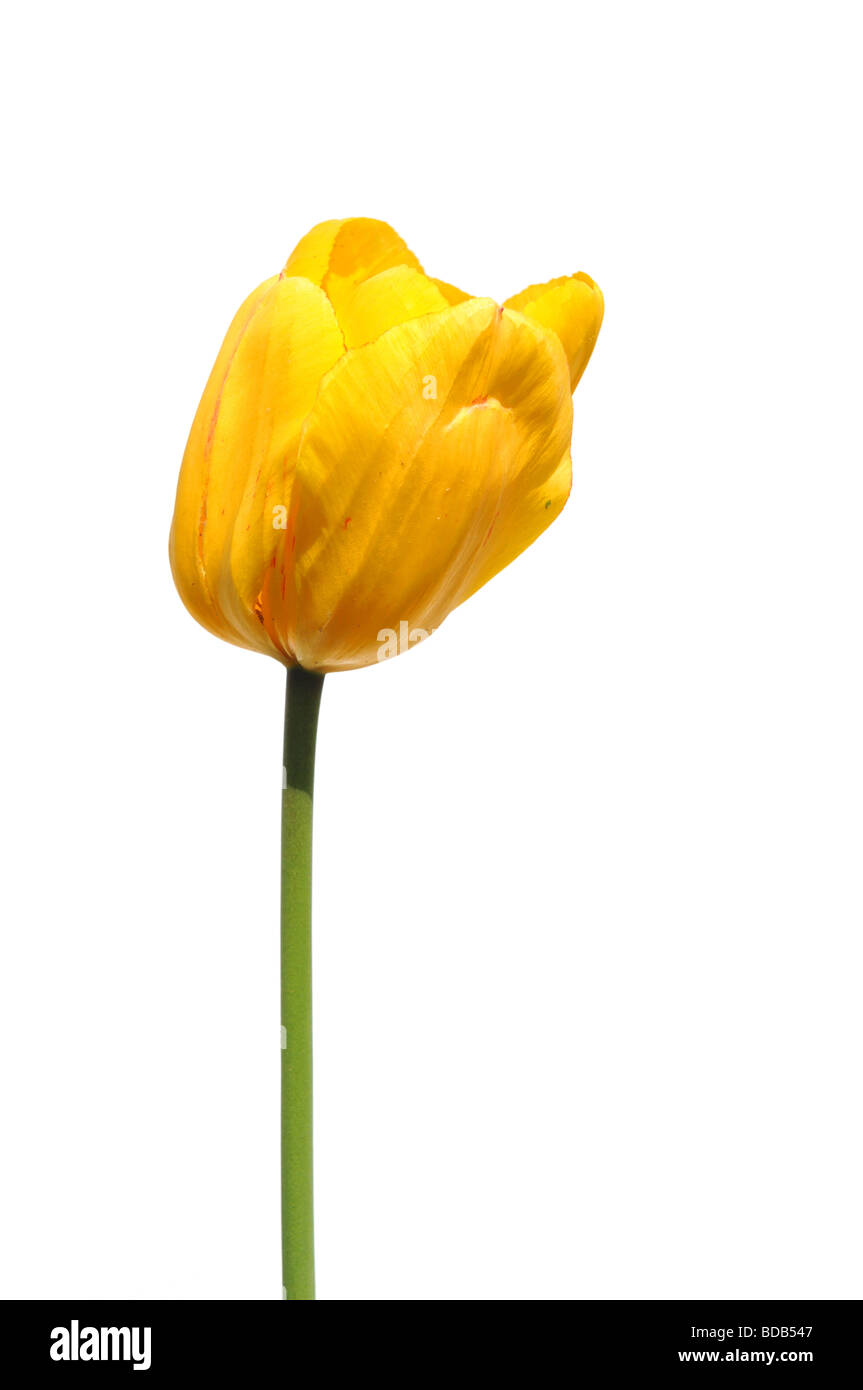 Yellow tulip isolated on a white background Stock Photo - Alamy