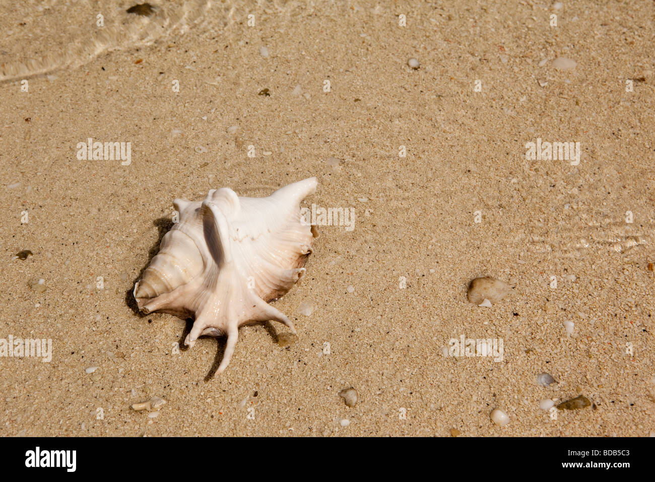 Indonesia Sulawesi Hoga Island single damaged sea shell washed up on sandy shore Stock Photo