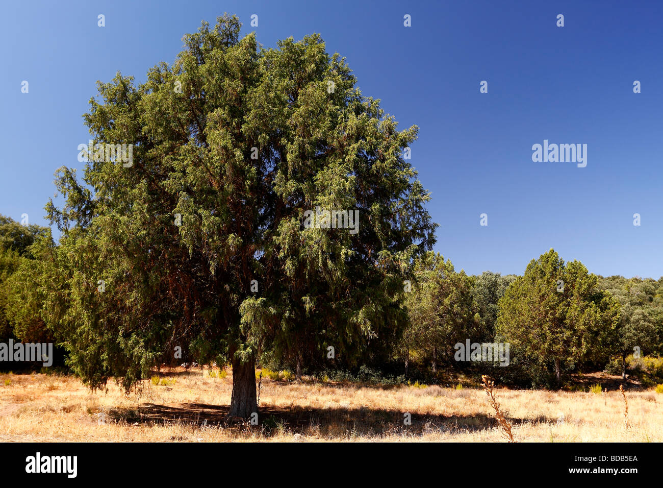 Spanish juniper Juniperus thurifera Lagunas de Ruidera Castilla la Mancha Spain Stock Photo