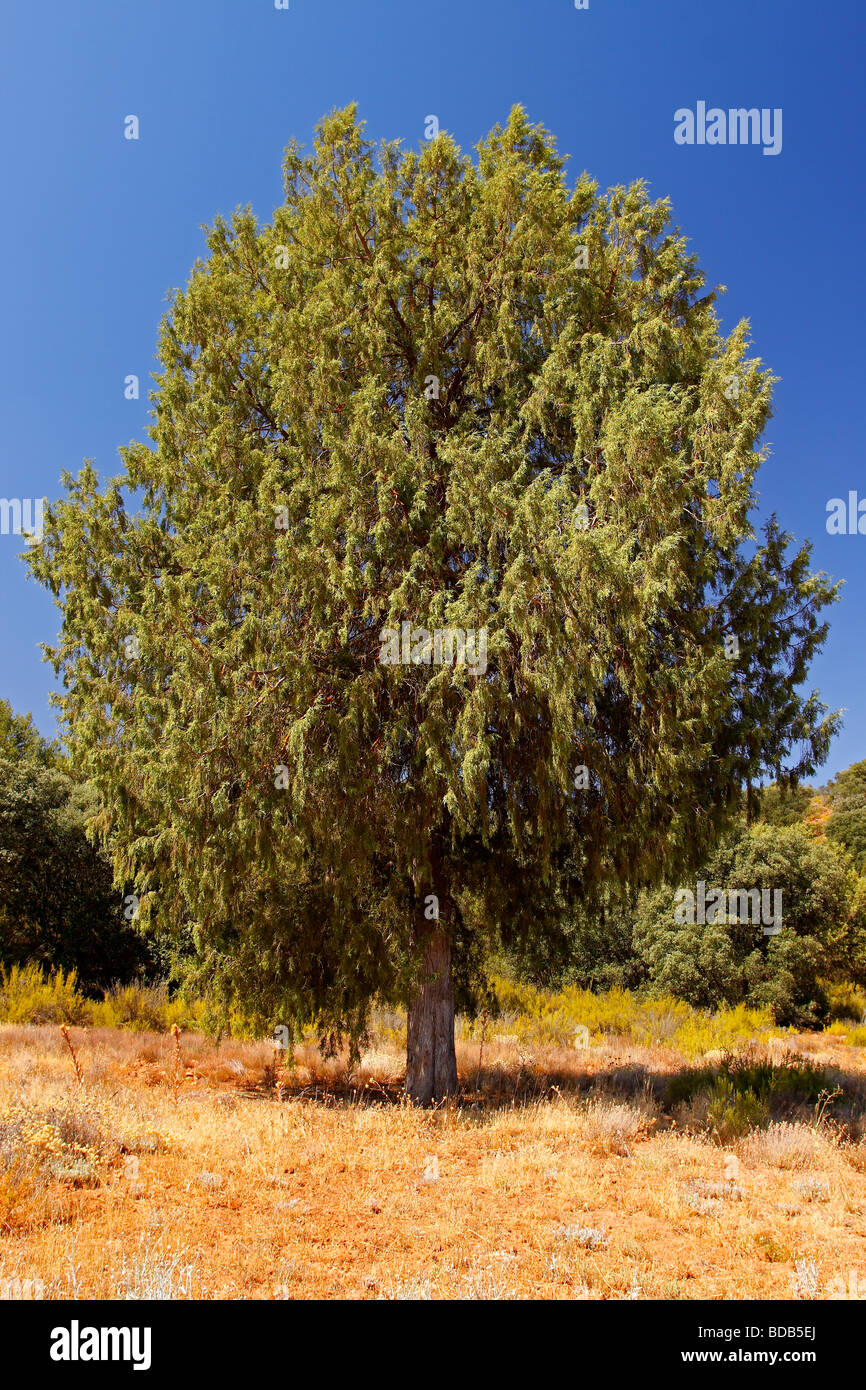 Spanish juniper Juniperus thurifera Lagunas de Ruidera Castilla la Mancha Spain Stock Photo