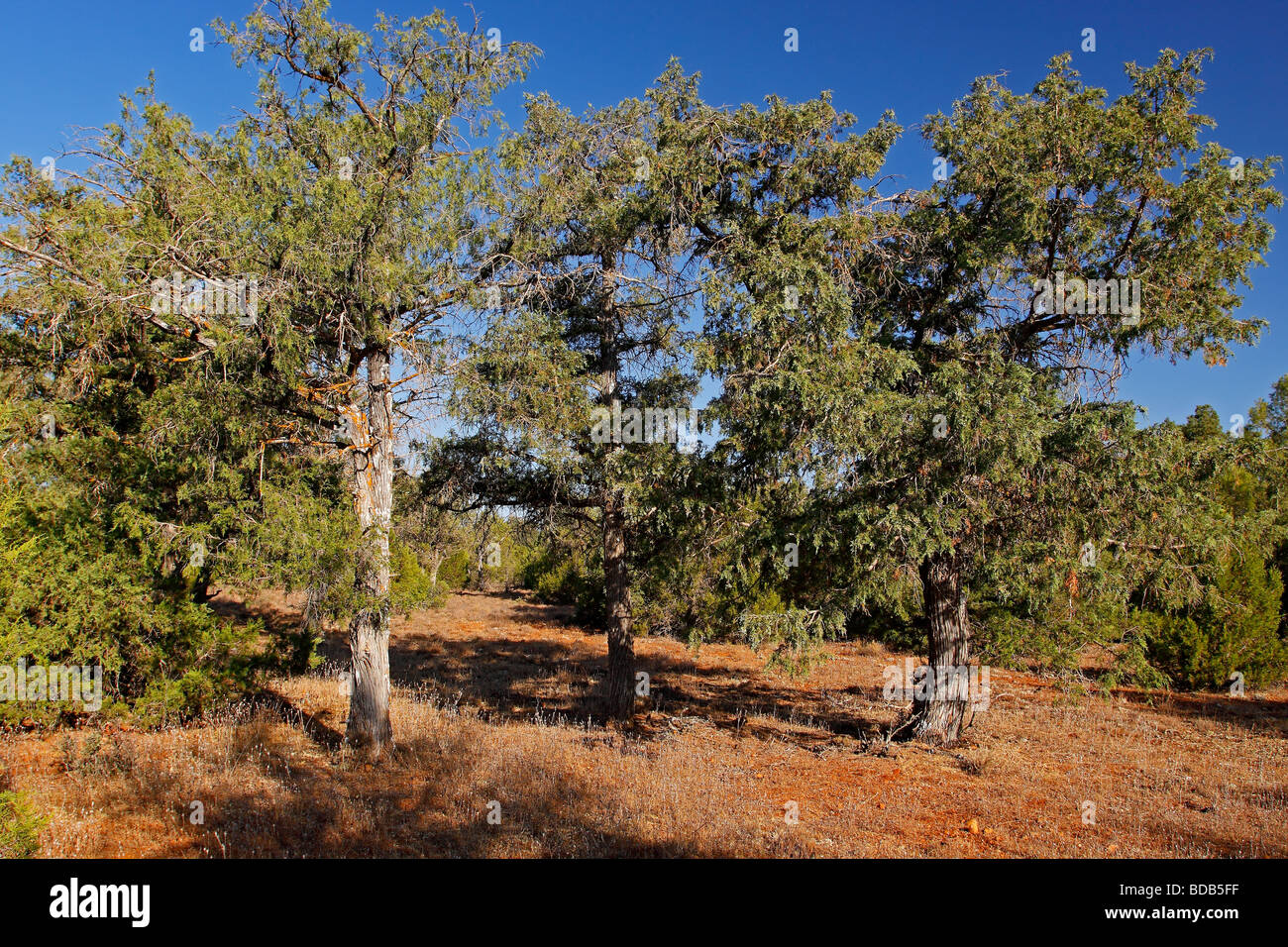 Forest of Spanish juniper Juniperus thurifera Ossa de Montiel Castilla la Mancha Spain Stock Photo