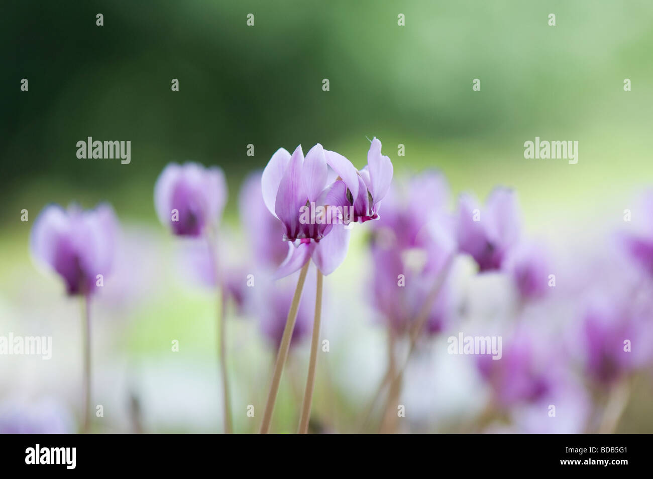 Cyclamen hederifolium flowering in autumn. Ivy-leaved cyclamen Stock Photo