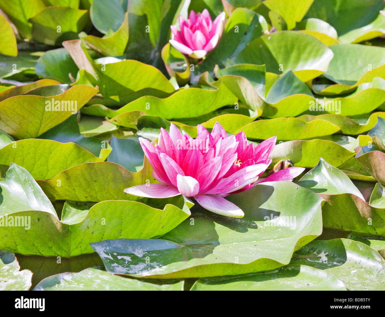 Pond full water lily hi-res stock photography and images - Alamy