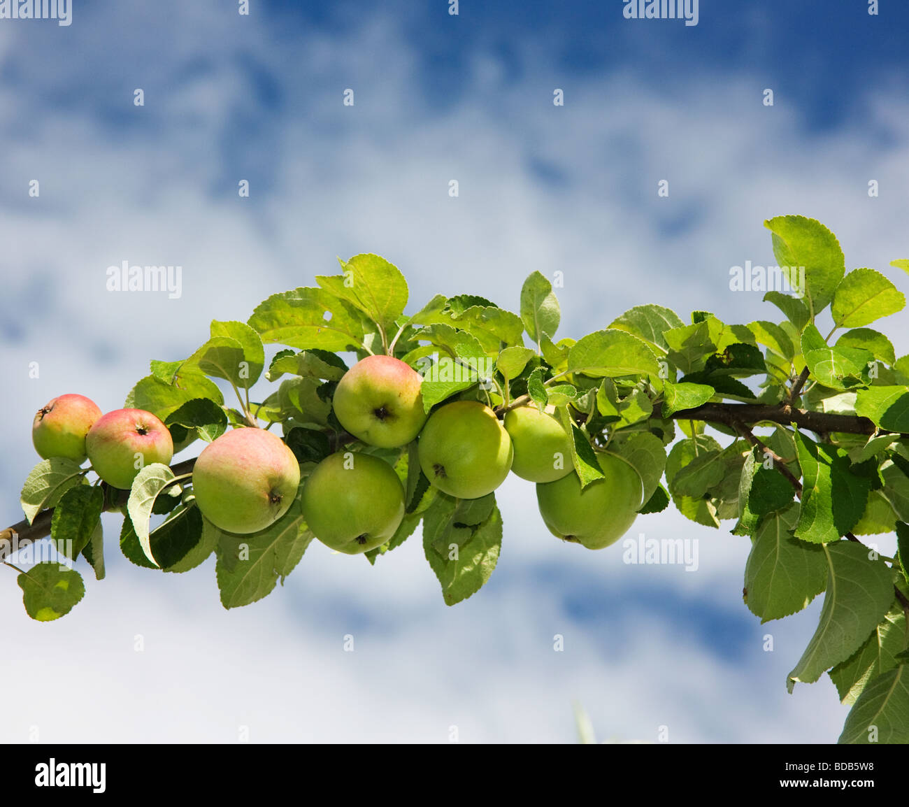 branch of apples Stock Photo