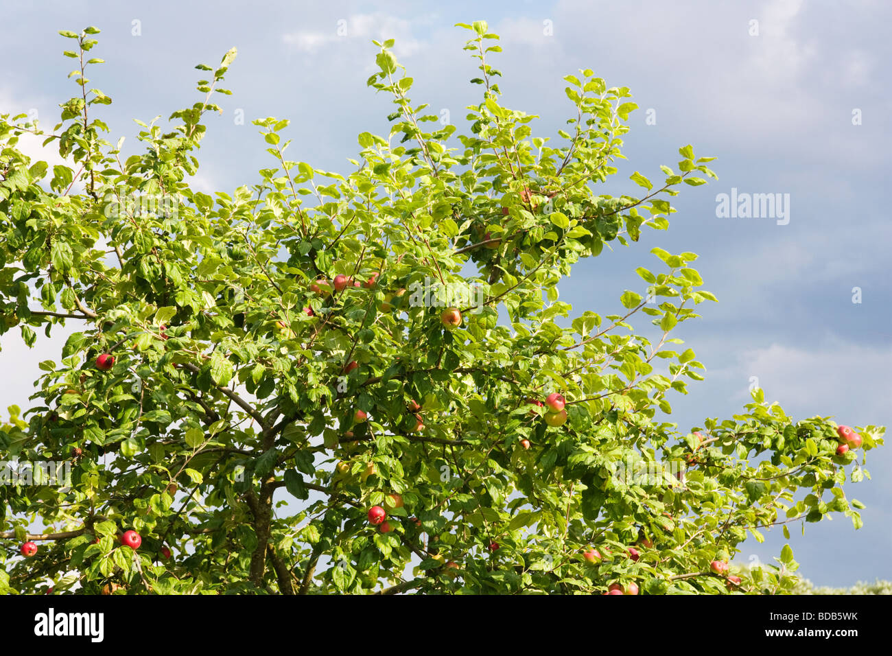 apple tree branch Stock Photo