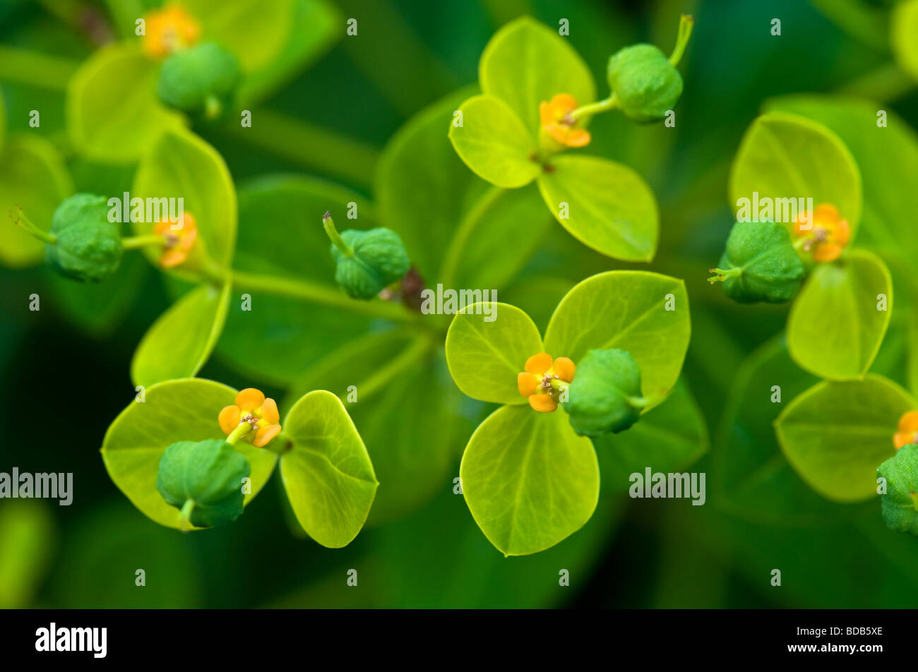 Close-up Of Euphorbia Stock Photo