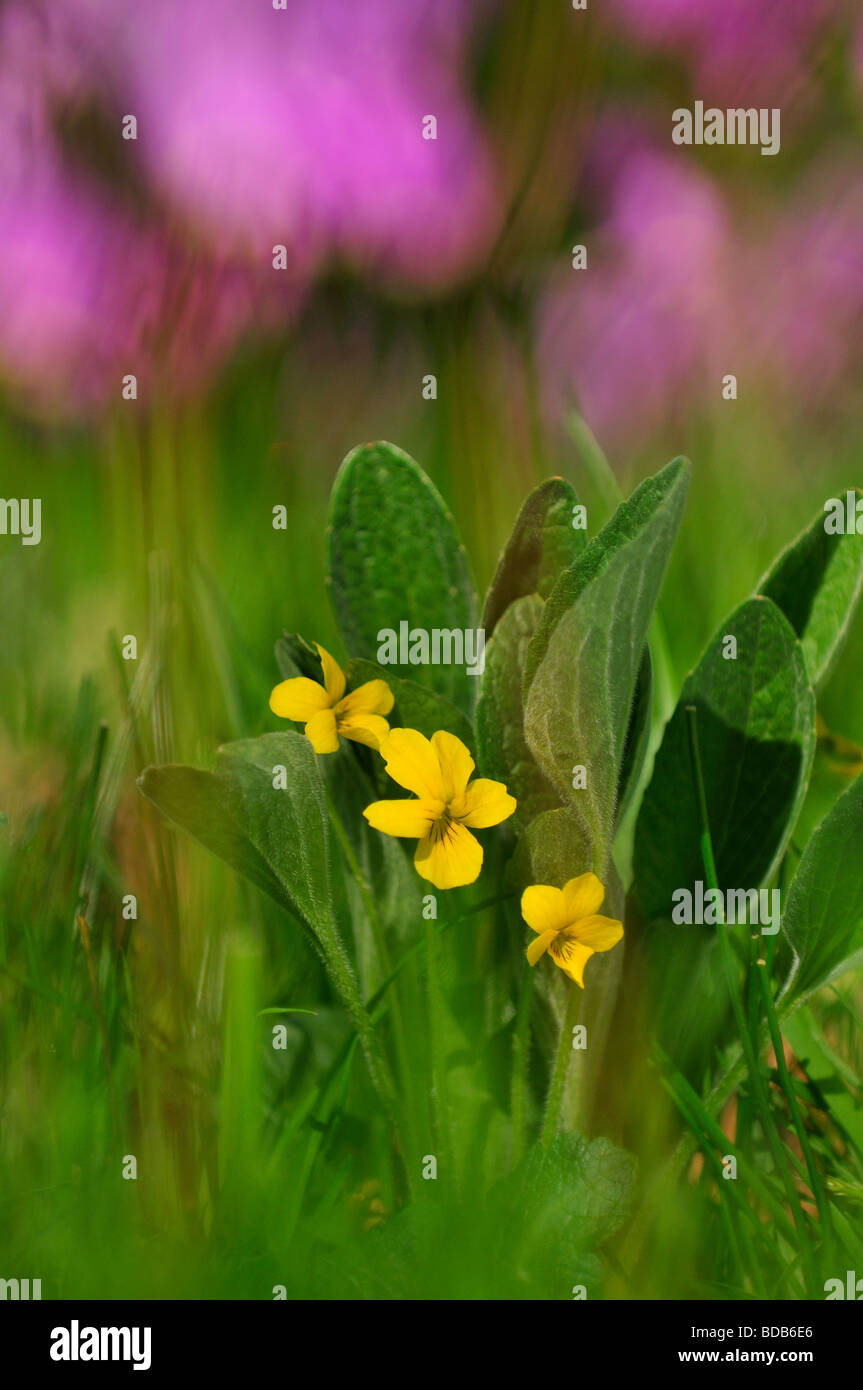 Endangered yellow prairie violet Viola praemorsa Stock Photo Alamy