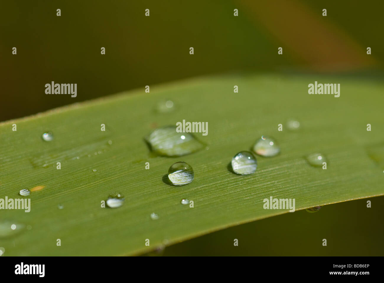 Macro photograph of multiple rain drops on a green grass leaf Stock Photo