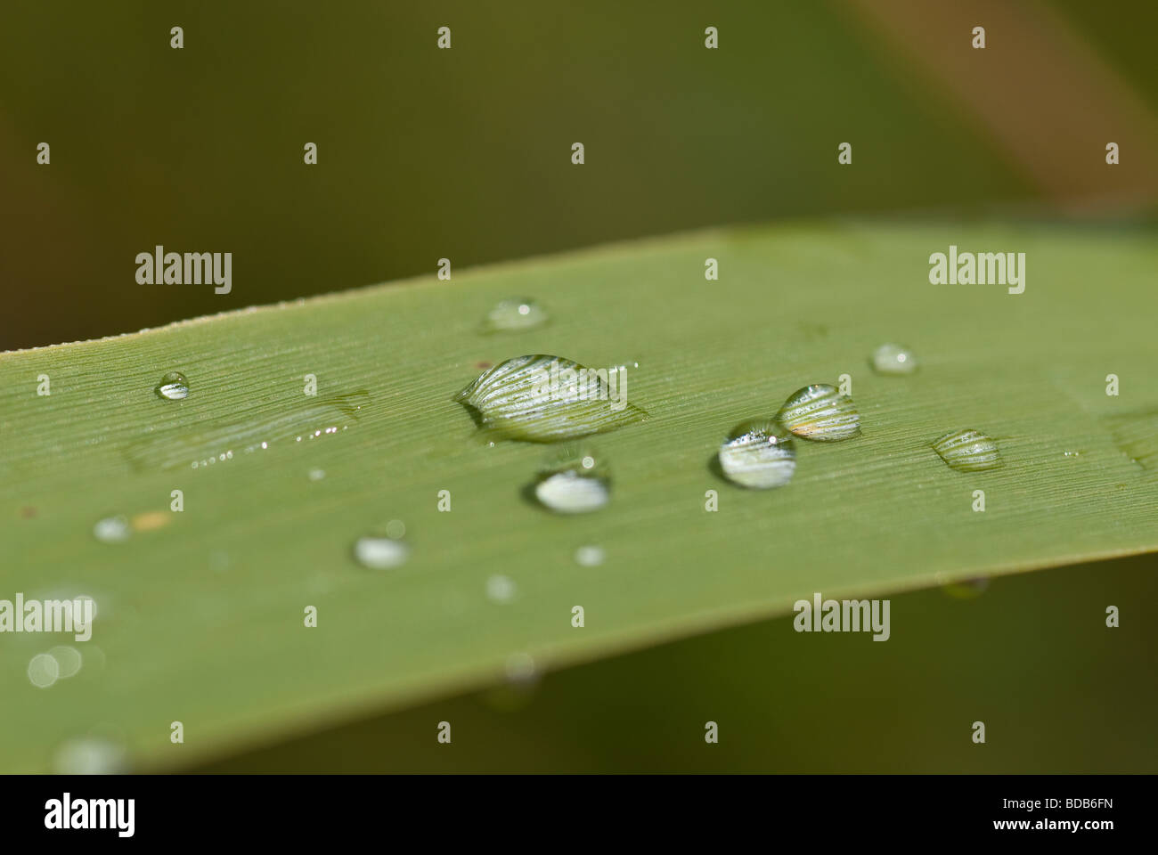 Macro photograph of multiple rain drops on a green grass leaf Stock Photo