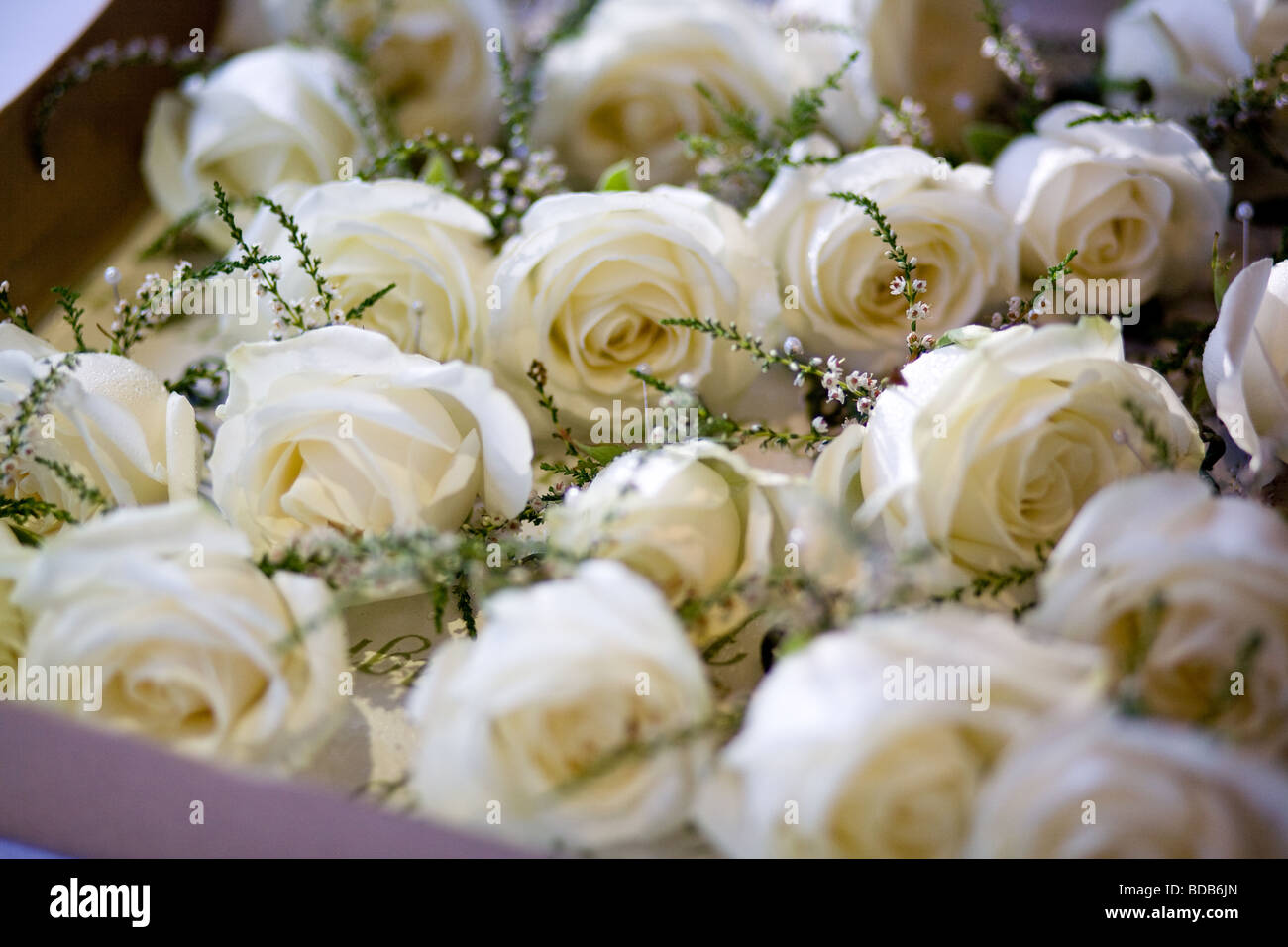 Wedding roses fresh and ready to pin Stock Photo