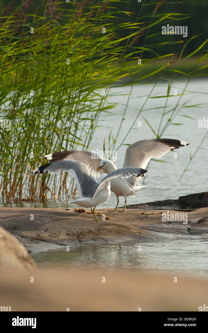 Seagulls fighting over food on the rocks of a small shore Stock Photo