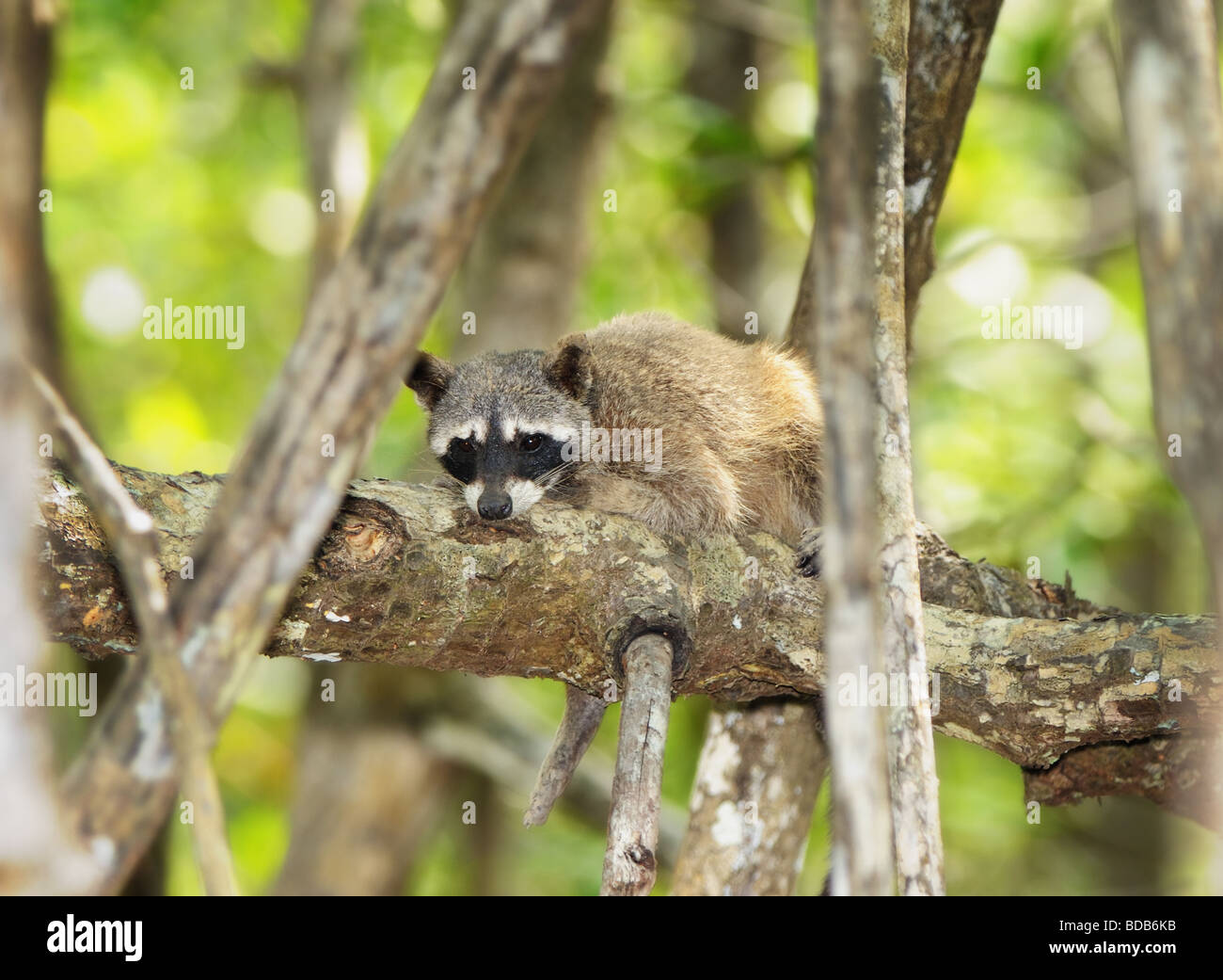 A crabeating raccoon (Procyon cancrivorus) tries to get some rest in a