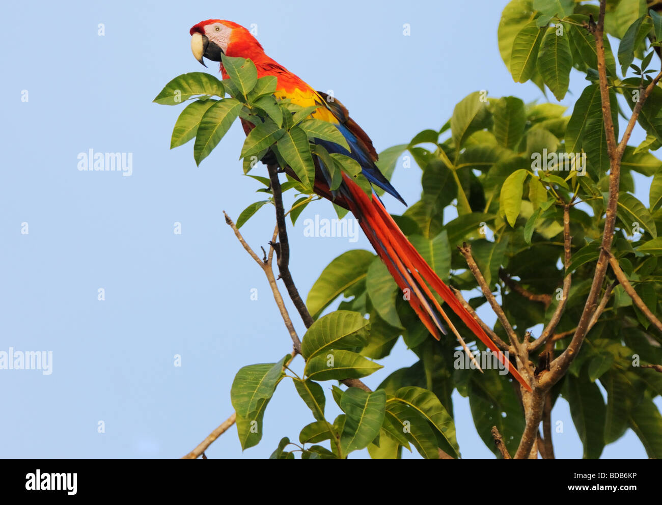 Picture of A scarlet macaw (Ara macao) relaxes in a treetop in Carara, Costa Rica ...