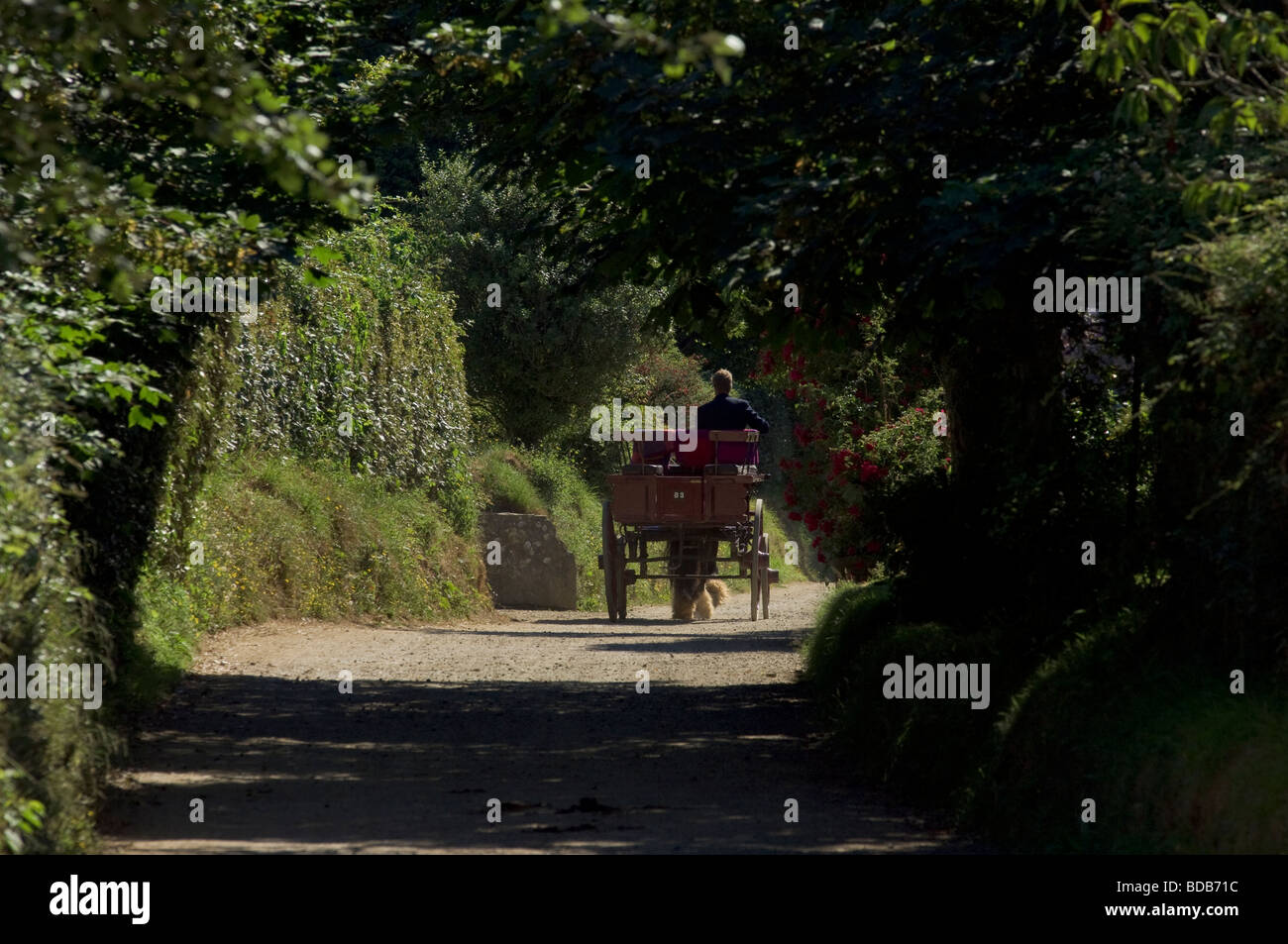 Horse carriage in a country lane, Island of Sark, Channel Islands Stock Photo