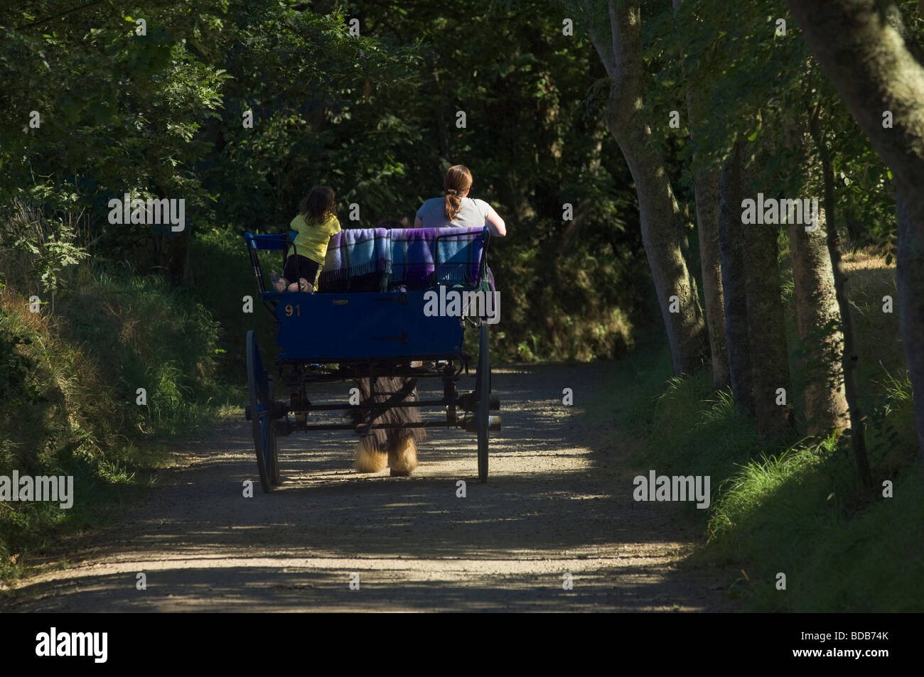 Horse carriage in a shady country lane on the Island of Sark, Channel Islands Stock Photo