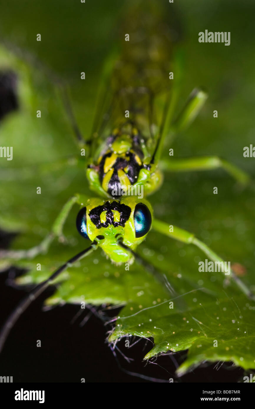 Green sawfly (Rhodogaster sp) Stock Photo