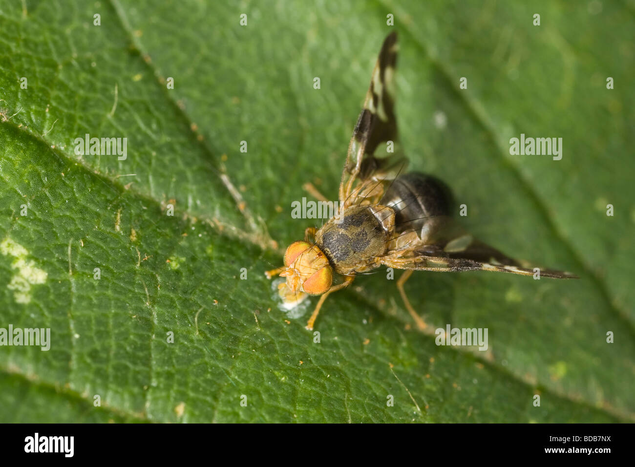 Picture-winged fly (Tephritidae) feeding on a leaf Stock Photo