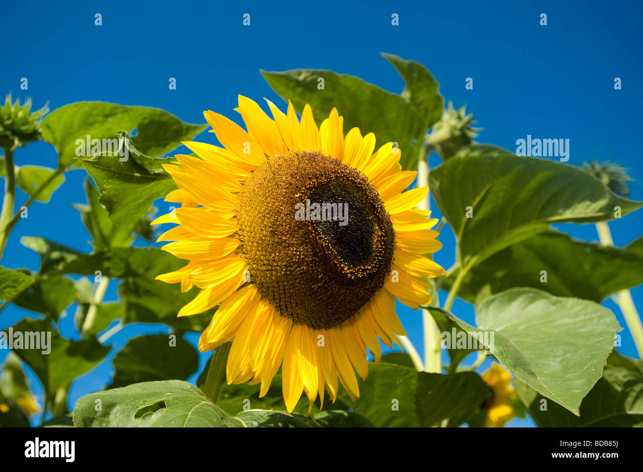 Sunflowers The North Arm Farm Pemberton BC Canada Stock Photo Alamy