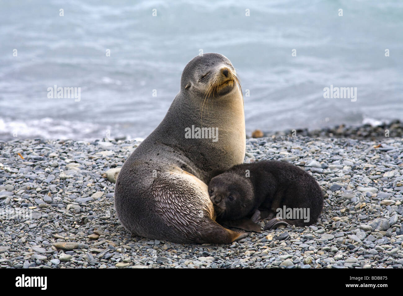 Mother suckling baby Antarctic Fur seals Arctocephalus gazelle on beach