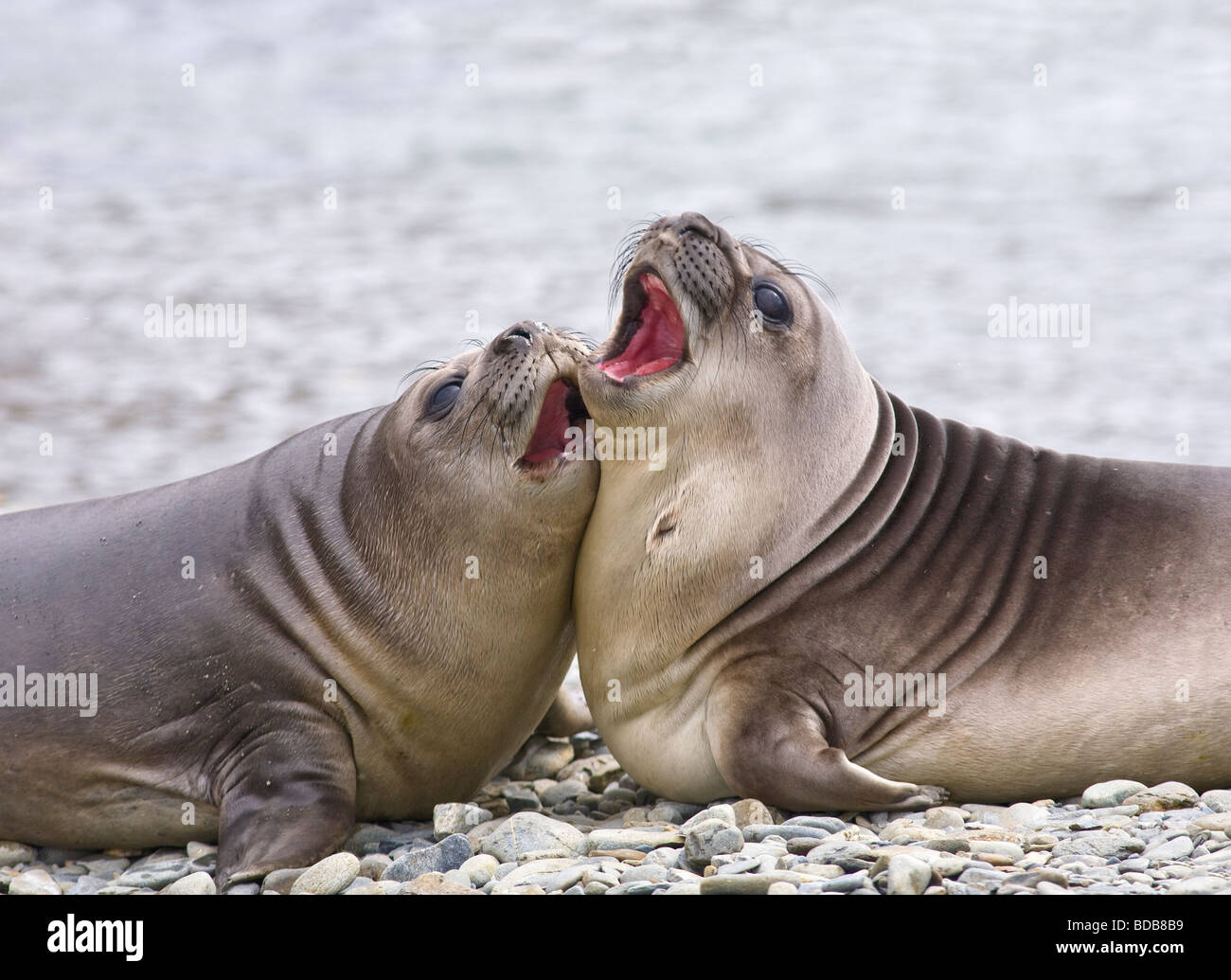 Southern elephant seal Mirounga leonina pups fighting and playing Fortuna Bay South Georgia Antarctica Stock Photo